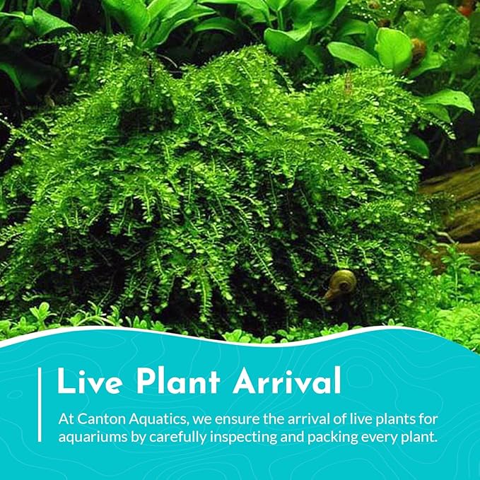 Weeping Moss Vesicularis Ferriei - Live Aquarium Plants for Beginners, Ideal for Shrimp, Low Light Conditions - Enhance Your Tank with Aquarium Plants Live and Aquarium Plants