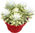 Blue Burrito Succulent Live Healthy Sedeveria Houseplant - Succulents Plants Live - Fully Rooted in 4 inch Plant Pot - Indoor Rosette Succulants for Home and Office Decor