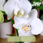 White Phalaenopsis Live Orchid Plant & White Orchid Pot, 20-24" Live Plant Gift, Fresh Orchids Plants Live House Plants, Live Plants Indoor Plants Live Houseplants Plant Lover Gift by Plants for Pets