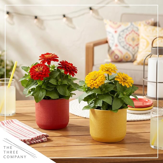 Live Zinnia 2-Pack – Assorted Colors, Flowering Annual, Beautiful Spring and Summer Blooms, 10" Tall by 5" Wide in 1 Qt Pot