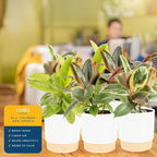 Costa Farms Indoor Live Plants in Decorative Pot, Indoor Houseplant, Perfect for Home, Room, or Office Decor, Great House Warming or Birthday Gift, 12-18 Inches Tall, Pack of 6