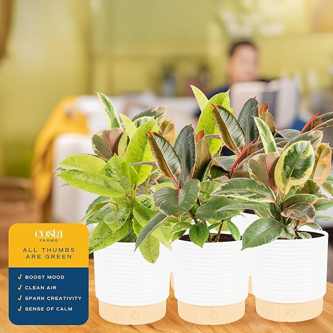Costa Farms Indoor Live Plants in Decorative Pot, Indoor Houseplant, Perfect for Home, Room, or Office Decor, Great House Warming or Birthday Gift, 12-18 Inches Tall, Pack of 6