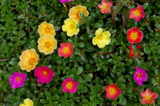 Purslane Large Flower Seed Mix Portulaca Grandiflora Rose Moss Succulent Seeds for Planting 1000+ Seeds
