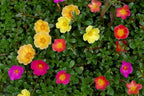 Purslane Large Flower Seed Mix Portulaca Grandiflora Rose Moss Succulent Seeds for Planting 1000+ Seeds