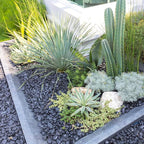 FANTIAN 10 lbs Black Rocks Pebbles for Plants, 1-2 Inch Polished Black River Rocks for Planter Garden Landscaping Vase Yard Walkway Home Décor Paving Fountain and Outdoor Decorative Stones