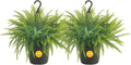 Costa Farms Boston Fern (2-Pack) Live Indoor Plants, 2-3 ft Tall - Low Light Air Purifying Houseplants - Real Hanging Ferns in 10-Inch Grower Pots - Lush Greenery for Office, Patio, or Home Decor Gift