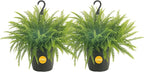 Costa Farms Boston Fern (2-Pack) Live Indoor Plants, 2-3 ft Tall - Low Light Air Purifying Houseplants - Real Hanging Ferns in 10-Inch Grower Pots - Lush Greenery for Office, Patio, or Home Decor Gift