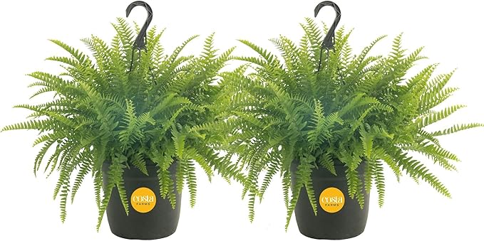 Costa Farms Boston Fern (2-Pack) Live Indoor Plants, 2-3 ft Tall - Low Light Air Purifying Houseplants - Real Hanging Ferns in 10-Inch Grower Pots - Lush Greenery for Office, Patio, or Home Decor Gift