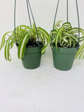 *Two Bonnie Curly Spider Plant Easy Cleans the Air - 4" Pot- Unique From Jmbamboo