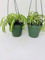 *Two Bonnie Curly Spider Plant Easy Cleans the Air - 4" Pot- Unique From Jmbamboo