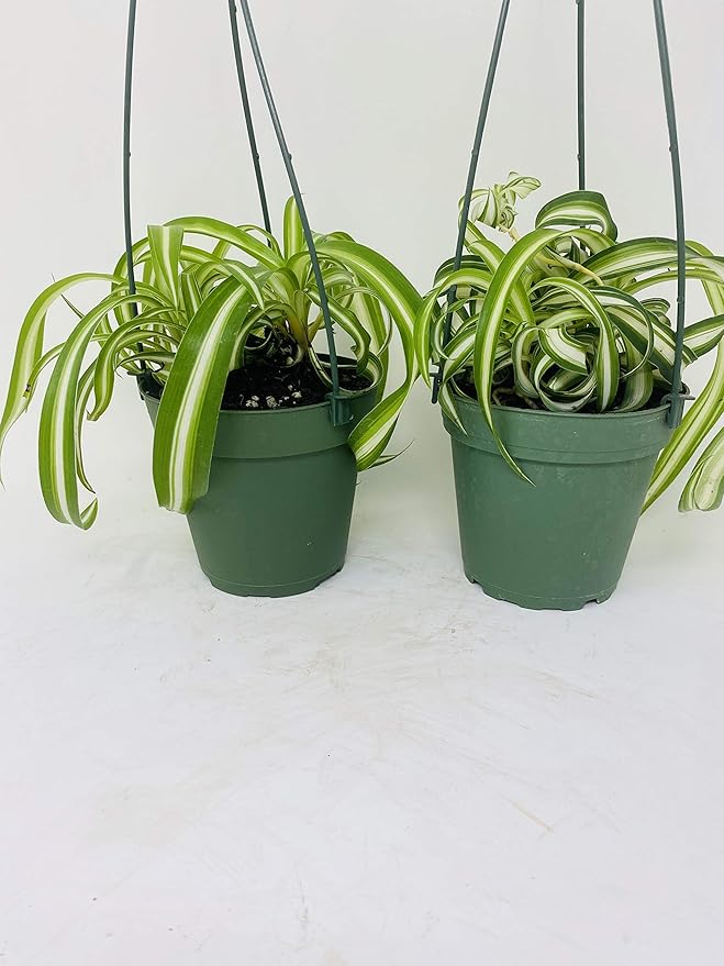 *Two Bonnie Curly Spider Plant Easy Cleans the Air - 4" Pot- Unique From Jmbamboo