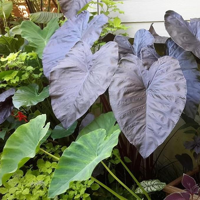 Black Coral Taro, a Great Live Pond Plant for Your Water Garden. Filters koi and Goldfish Ponds. Good for Bogs, Plant Shelf or Shallow Water This marginal Aquatic is a Real Beauty