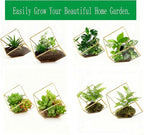 ELEGANTLIFE Glass Geometric Plant Terrarium,Succulent & Air Planter for Home Garden Office Decoration(Gold Cubic Set of 2)