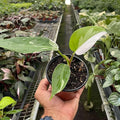 Philodendron White Princess Live Plant for Indoor | Different Houseplants in 4'' & 6'' Pot | Real House Plant for Living Room, Office, Desk & Bathroom | erubescens White Princess