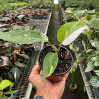 Philodendron White Princess Live Plant for Indoor | Different Houseplants in 4'' & 6'' Pot | Real House Plant for Living Room, Office, Desk & Bathroom | erubescens White Princess