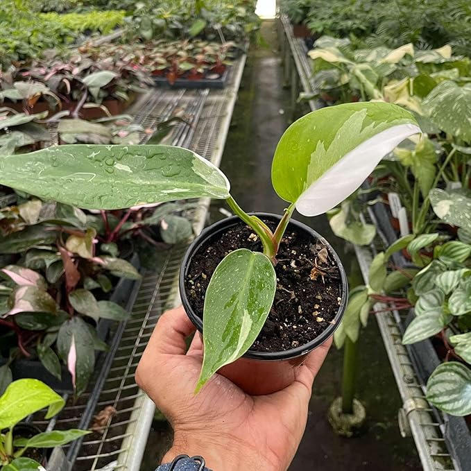Philodendron White Princess Live Plant for Indoor | Different Houseplants in 4'' & 6'' Pot | Real House Plant for Living Room, Office, Desk & Bathroom | erubescens White Princess