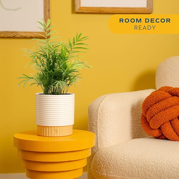 Costa Farms Parlor Palm Live Plant in Decorative Pot, Air Purifying Indoor Houseplant, Perfect for Home, Room, or Office Decor, Great House Warming or Birthday Gift, 14-18 Inches Tall