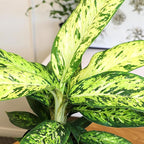 Dieffenbachia 'Starbright', Dumb Cane Live Houseplant Decor in 6" White Pot, Easy Dumbcane Gift, Unique Dieffenbachia Houseplants, Uncommon Desk Plants & Decorative Plants by Plants for Pets