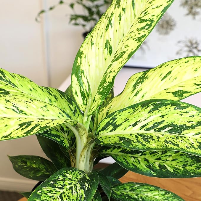 Dieffenbachia 'Starbright', Dumb Cane Live Houseplant Decor in 6" White Pot, Easy Dumbcane Gift, Unique Dieffenbachia Houseplants, Uncommon Desk Plants & Decorative Plants by Plants for Pets