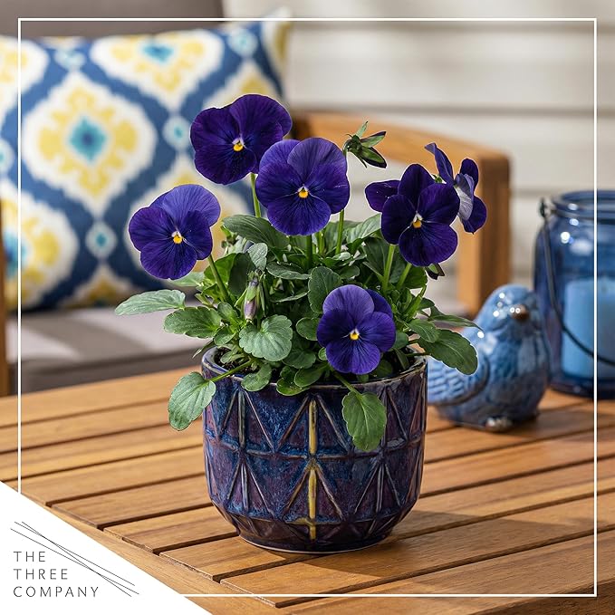 Live Healthy Flowering Pansies - Blue (4 Plants Per Pack), Beautiful Winter Color, 6" Tall by 4" Wide in 1 Pint Square Pot