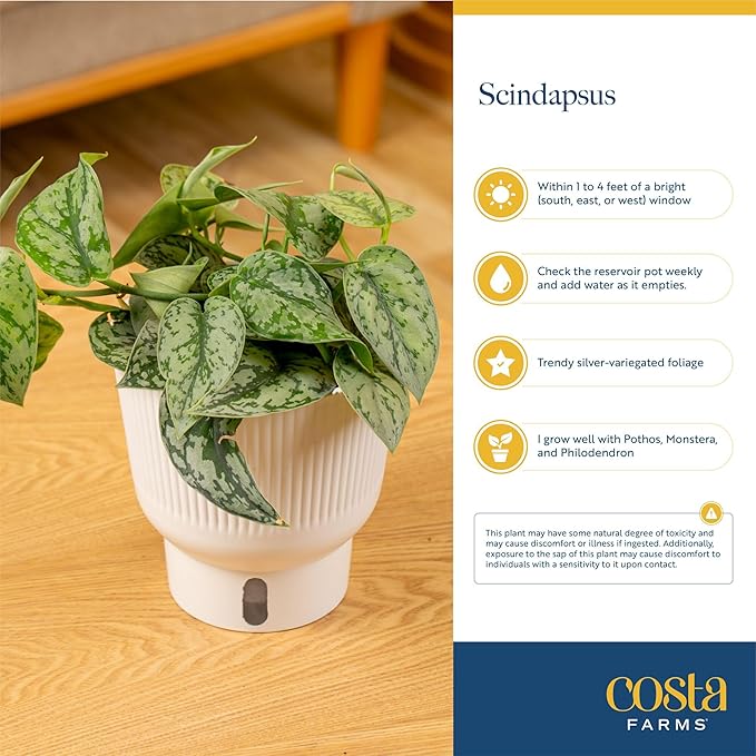 Costa Farms Sterling Silver Scindapsus Live Plant in Self Watering Pot, Indoor Houseplant, Perfect for Home, Room, or Office Decor, Great House Warming or Birthday Gift, 9-12 Inches Tall