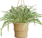 Artificial Spider Plant Large 23.6In Fake Greenery Plants UV Resistant Outside Faux Plants Bushes for Indoor Table Outdoor Planter Decor (4)
