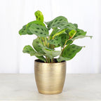 Thorsen's Greenhouse Green Prayer Plant, Live Indoor Plant, Pet Friendly, Uncommon Houseplant, Green Maranta, Easy to Grow, 4" Diameter Pot (Gold)