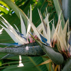 Live White Birds of Paradise Plant - 'White Birds of Paradise' Strelitzia nicolai - ragnaroc Tropical Plant 6-10” Tall - 1ct - Live Arrival Guaranteed - House Plants for Home Decor & Gift