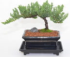 Japanese Juniper, Traditional Bonsai, Windswept Style, 4 Years Old.