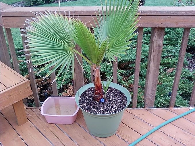 Seeds Palm Washingtonia Nicanora Indoor Rare Perennial Tree for Planting