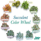Colorful Deluxe Live Succulent Plants (6 Pack), Assorted Colors, No Duplicates, Varieties & Shapes, Easy Plant Care, 2 in Pots, Drought Tolerant, Live Houseplants, Real Houseplant Gifts, DIY