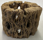 3 Natural Cholla Wood Air Plant Display Holders Individually Unique Round Decorative Stands (3 Pack Cholla Rounds)