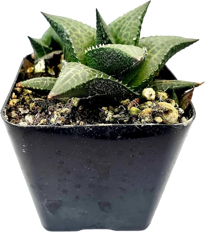 Fat Plants San Diego Living Indoor Succulents and Cactus Rooted in Plastic Planters with Soil (2.5 Inch, Haworthia venosa)