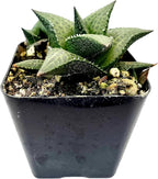 Fat Plants San Diego Living Indoor Succulents and Cactus Rooted in Plastic Planters with Soil (2.5 Inch, Haworthia venosa)