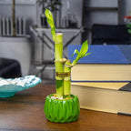 Live Lucky Bamboo 2 Stalk Love Arrangement in Round Green Ceramic Planter - 4 and 6 Inches Lucky Bamboo Indoor Potted House Plant for Home and Office Decor
