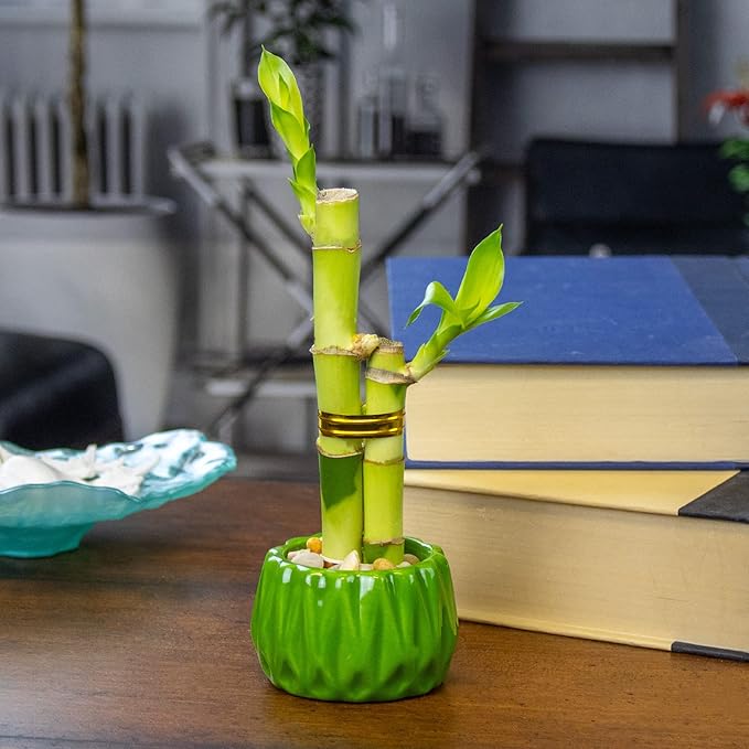 Live Lucky Bamboo 2 Stalk Love Arrangement in Round Green Ceramic Planter - 4 and 6 Inches Lucky Bamboo Indoor Potted House Plant for Home and Office Decor
