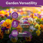 KVITER 1600 Swiss Giants Pansy Seeds For Planting (Viola wittrockiana) – Mixed Colors Seed Packets Viola Edible Blooms – Perennial Flower Seeds to Plant Outside Garden Seed Mix, Containers Flower Beds