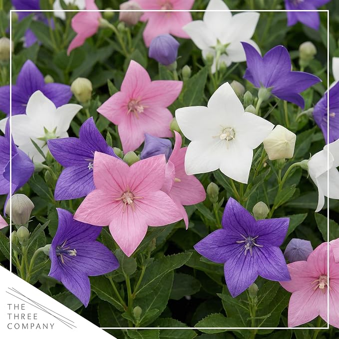 Live Balloon Flower Platycodon 2-Pack – Blue and White Assorted – Summer Blooming Perennial, Sun Garden Plant, 10” Tall, 1 Qt Pot