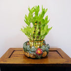 Athena’s Garden Lucky Bamboo Indoor Live Plant 3 Tier Tower Fresh Plant in Ceramic Planter (Flower Frog)