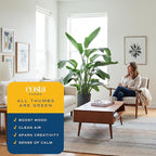 Costa Farms White Bird of Paradise, Strelitzia nicolai, Extra Large Live Indoor Plant in Planter Pot, Air-Purifying Tropical Houseplant, Housewarming Gift, Living Room, and Home Decor, 4-5 Feet Tall