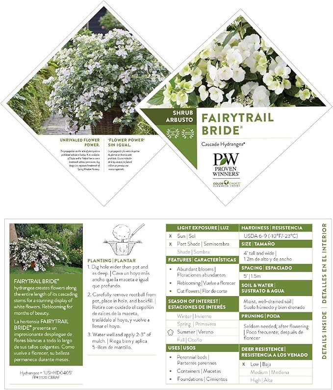 Proven Winners 2 Gal. Fairytrail Bride Hydrangea Shrub