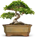 Bonsai Pots 13.7 Inch - Ceramic Bonsai Tree Pots with Drainage Hole, Succulent Planters for Indoor Outdoor Plants, Decorative Planter, House Decor, Gardening Gifts, Rectangular Yellowish Brown