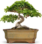 Bonsai Pots 13.7 Inch - Ceramic Bonsai Tree Pots with Drainage Hole, Succulent Planters for Indoor Outdoor Plants, Decorative Planter, House Decor, Gardening Gifts, Rectangular Yellowish Brown