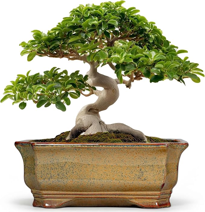 Bonsai Pots 13.7 Inch - Ceramic Bonsai Tree Pots with Drainage Hole, Succulent Planters for Indoor Outdoor Plants, Decorative Planter, House Decor, Gardening Gifts, Rectangular Yellowish Brown