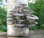 Root Mushroom Farm- Mushroom Liquid Cultures/Blue Oyster(Pleurotus ostreatus)