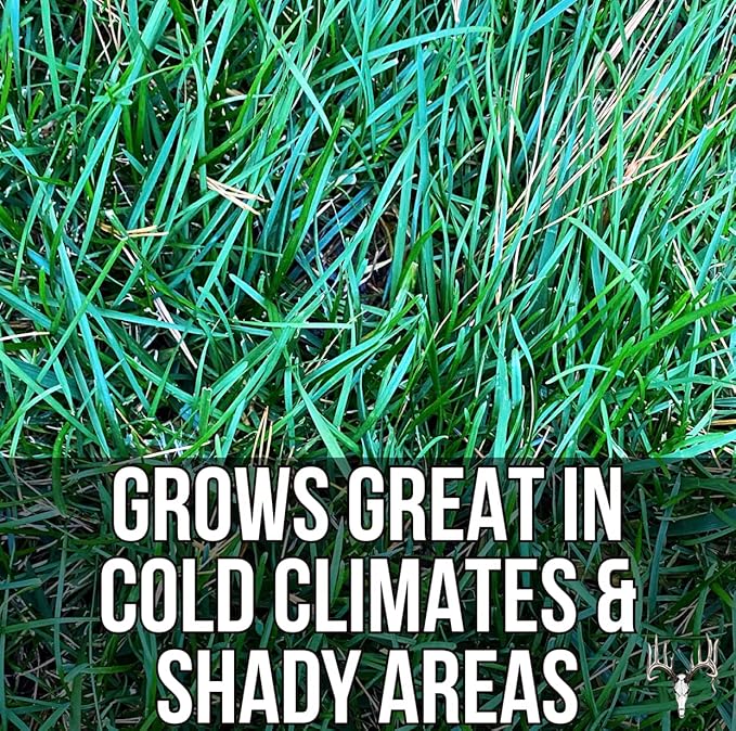 Crooked Bend Blue Eagle Kentucky Bluegrass Seed, 3LB, Uncoated & No Fill, Grow Full, Beautiful & Best Yards, Thicken Lawns & Turf, Growing Dark Green Organic Grass Carpet, Plants 580 Square feet
