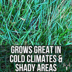 Crooked Bend Blue Eagle Kentucky Bluegrass Seed, 3LB, Uncoated & No Fill, Grow Full, Beautiful & Best Yards, Thicken Lawns & Turf, Growing Dark Green Organic Grass Carpet, Plants 580 Square feet