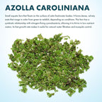 SubstrateSource Live Plants - Azolla Caroliniana, Mosquito Fern, Floating Aquarium Plant, Green Floating Plant for Freshwater Aquariums, Ponds - 1 Cup
