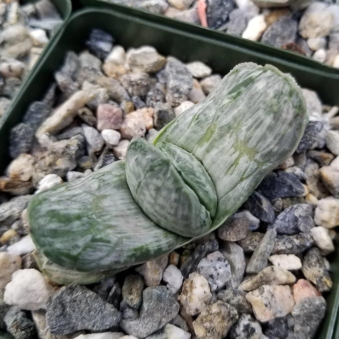 Planet Desert Gasteria Sakura Fuji Cacti Cactus Succulent Real Live Plant