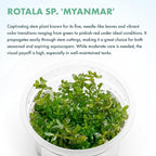 SubstrateSource Live Plants – Rotala sp. 'Myanmar' – High Light, Greenish-Red to Golden-Red Accent Freshwater Aquatic Stem Plant, Midground to Background Placement – Tissue Culture, 1 Pack
